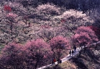 梅林遊歩道