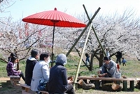 箕郷梅林
