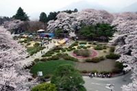 沼田公園桜まつり