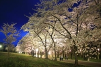 赤城南面千本桜