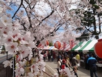 しんまち桜まつり