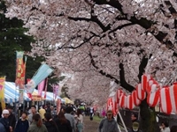 しんまち桜まつり