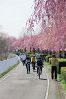 しだれ桜並木