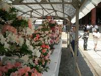 太田市民さつき