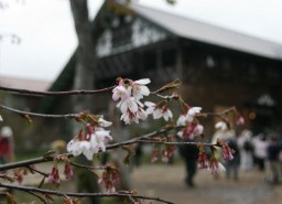 淡い紅色の花が咲き始めたミネザクラ