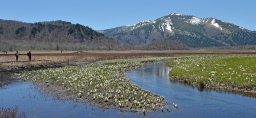 ミズバショウが咲く尾瀬ケ原。例年より早く花の見頃を迎えている=12日