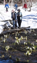 雪解け水から顔を出したミズバショウを見ようと多くの人が訪れた