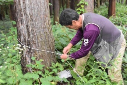 シカ捕獲用わなを確認する北沢さん