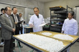 養蚕農家が飼育したGM蚕の繭