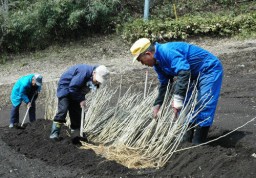桑畑予定地に苗を仮植する「おかいこ部会員」