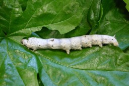 桑の葉を食べる蚕