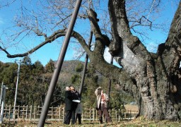 大クワを調査する一行