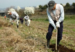 マルベリーの苗木を植える研究会員