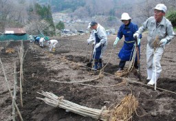 畑に桑苗を植える赤岩ふれあいの里委員会のメンバーら