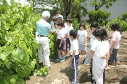 桑の葉の摘み方を学ぶ子供たち