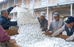 選繭台で繭をより分ける養蚕農家ら