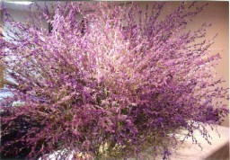 上海万博で展示される花まゆ(一部)