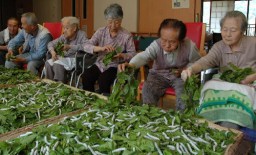 蚕に桑を与えるお年寄り