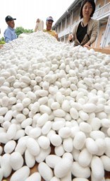 春繭の荷受け始まる(富岡製糸場)