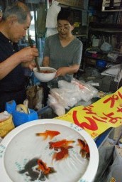 プレゼントする金魚の準備を進める桐生の買場紗綾市関係者